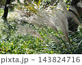 風情ある日本庭園に茂るススキの穂と秋の草花（植物素材） 143824716