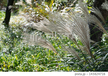 風情ある日本庭園に茂るススキの穂と秋の草花（植物素材） 143824716