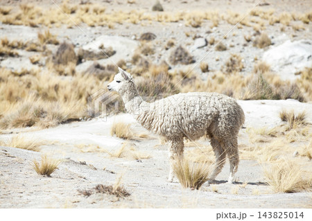 lamas in Andes,Mountains, Peru lamas in Andes,Mountains, Peru 143825014
