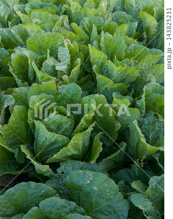 畑で育つ白菜 虫食いのある葉 畑で育つ白菜 虫食いのある葉 143825231