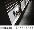 回廊を歩く白い鶏 143825733