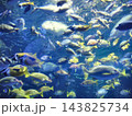 水槽の中を泳ぐたくさんの魚の群れ 143825734