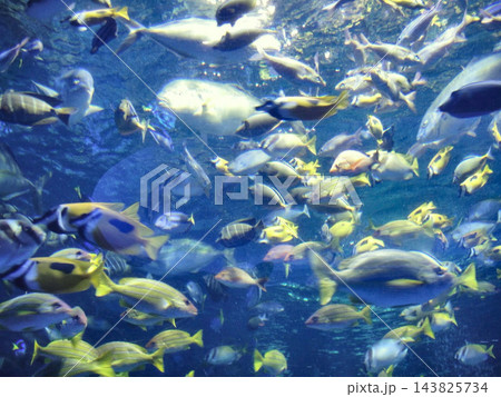 水槽の中を泳ぐたくさんの魚の群れ 水槽の中を泳ぐたくさんの魚の群れ 143825734