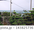 曇り空の海と南国の木々 143825736