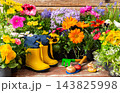 Potted flowers, garden tools, bulbs, and yellow boots sit on a wooden patio in spring, ready for planting and transplanting at home 143825998