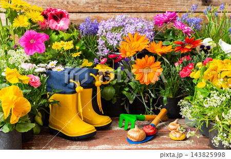 Potted flowers, garden tools, bulbs, and yellow boots sit on a wooden patio in spring, ready for planting and transplanting at home Potted flowers, garden tools, bulbs, and yellow boots sit on a wooden patio in spring, ready for planting and transplanting at home 143825998