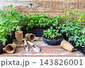 Young green seedlings of tomato in eco friendly pots, pricking out, transplanting seedlings from plastic containers into peat pots 143826001
