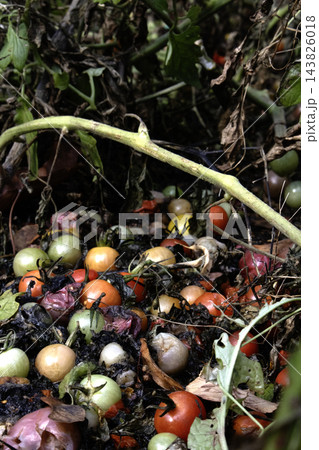 Rotting tomatoes on the grund after harvest food waste 143826018