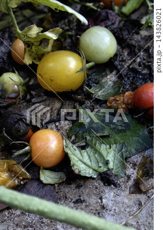 Rotting tomatoes on the grund after harvest food waste 143826021
