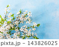 A branch of an apple tree is full of white flowers on the blue background. It is early spring. The garden shows life as flowers bloom on the tree 143826025