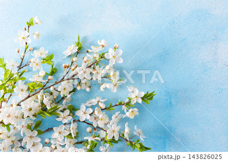 A branch of an apple tree is full of white flowers on the blue background. It is early spring. The garden shows life as flowers bloom on the tree A branch of an apple tree is full of white flowers on the blue background. It is early spring. The garden shows life as flowers bloom on the tree 143826025
