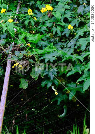 初夏に実り始めた家庭菜園のきゅうり 初夏に実り始めた家庭菜園のきゅうり 143826080