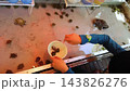 縁日の水槽で楽しむ亀すくい 143826276