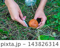 Hands cutting Suillus mushroom with knife while foraging in forest. Careful mushroom picking represents seasonal harvesting and gathering wild food from nature 143826314