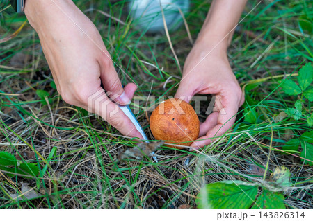 Hands cutting Suillus mushroom with knife while foraging in forest. Careful mushroom picking represents seasonal harvesting and gathering wild food from nature Hands cutting Suillus mushroom with knife while foraging in forest. Careful mushroom picking represents seasonal harvesting and gathering wild food from nature 143826314