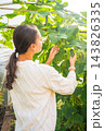 Woman picking cucumbers from plants in greenhouse garden. Harvesting homegrown vegetables represents food production and seasonal gardening 143826335