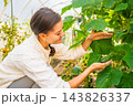 Woman picking cucumbers from plants in greenhouse garden. Harvesting homegrown vegetables represents organic food, healthy eating and self sufficient lifestyle 143826337