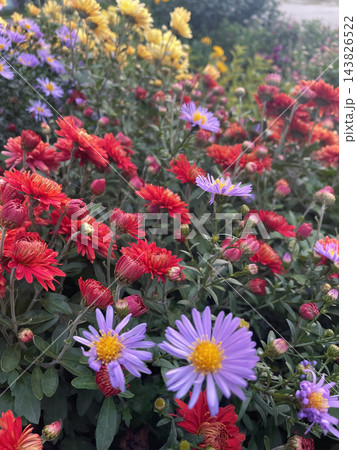 Colorful autumn flower garden with red and yellow chrysanthemums and purple asters in soft natural light. Outdoor lifestyle. For autumn seasonal content and fall-themed designs Colorful autumn flower garden with red and yellow chrysanthemums and purple asters in soft natural light. Outdoor lifestyle. For autumn seasonal content and fall-themed designs 143826522