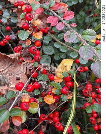 Bright red berries and colorful autumn foliage on ornamental cotoneaster shrub. Botanical nature photography. For gardening publications, botanical guides, landscaping websites, nature blogs 143826523