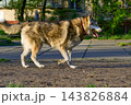 Cheerful Laika walks purposefully about her business. 143826884