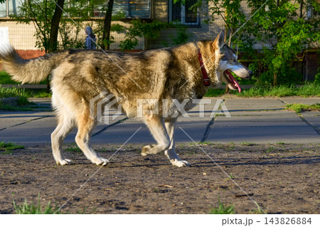 Cheerful Laika walks purposefully about her business. Cheerful Laika walks purposefully about her business. 143826884