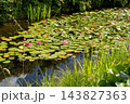 Pink water lilies on the lake. Aquatic green plant. Park and pond. Lotus flower. Garden 143827363