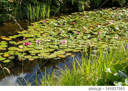 Pink water lilies on the lake. Aquatic green plant. Park and pond. Lotus flower. Garden Pink water lilies on the lake. Aquatic green plant. Park and pond. Lotus flower. Garden 143827363