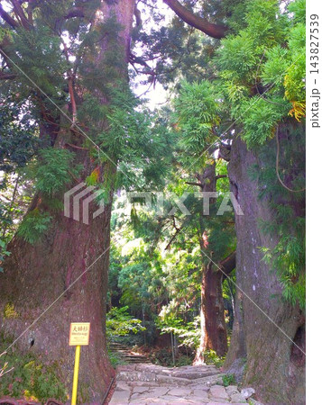 威厳のある樹齢800年の夫婦杉 143827539
