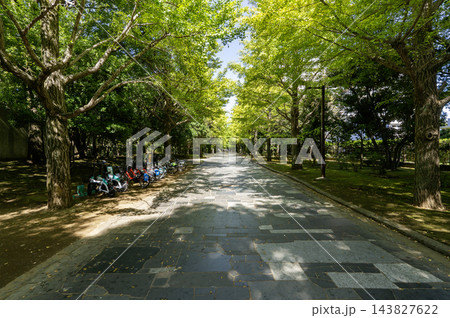 練馬区立夏の雲公園 イチョウ並木の石畳通り 東京都練馬区光が丘3丁目 練馬区立夏の雲公園 イチョウ並木の石畳通り 東京都練馬区光が丘3丁目 143827622