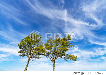 秋の青空と雲と樹木 143827627