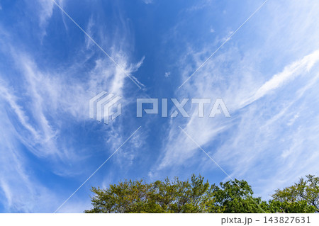 秋の青空と雲と樹木 143827631
