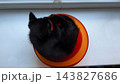 Top view on playful small kitty lying in plastic bowl on the windowsill. Cute funny kitten having fun at home. Curious little black cat playing indoor. Concept of adorable domestic animal 143827686