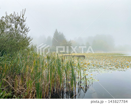 Reeds and water lilies in a quiet misty lake surrounded by dense fog and trees. Reeds and water lilies in a quiet misty lake surrounded by dense fog and trees. 143827784