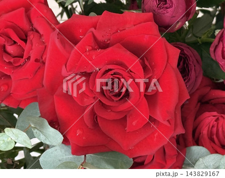 Red Roses with Water Droplets on Petals 143829167