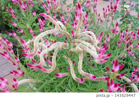 ユニークな形状にうねって育ったピンクのセロシア(野鶏頭)の花 ユニークな形状にうねって育ったピンクのセロシア(野鶏頭)の花 143829447