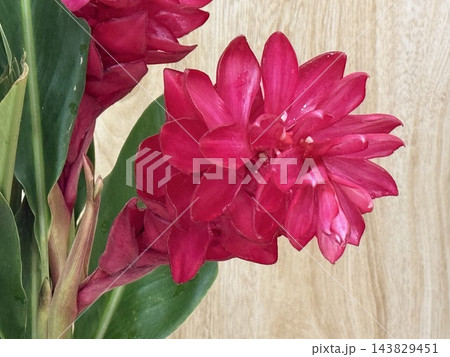Bright Pink Tropical Ginger Flowers in Bloom Bright Pink Tropical Ginger Flowers in Bloom 143829451