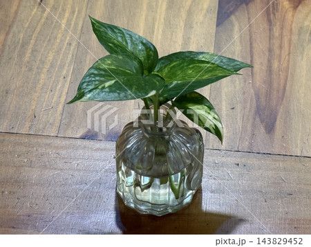 Green Houseplant in Small Glass Vase on Wooden Table Green Houseplant in Small Glass Vase on Wooden Table 143829452