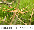 Nature's carpet of green with fallen pine needles nestled in the grass 143829954