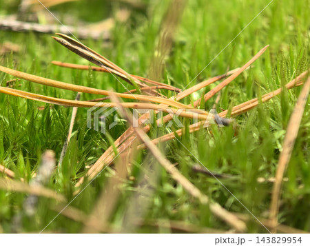 Nature's carpet of green with fallen pine needles nestled in the grass Nature's carpet of green with fallen pine needles nestled in the grass 143829954