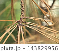 Dried pine needles contrast with vibrant green background in natural setting 143829956