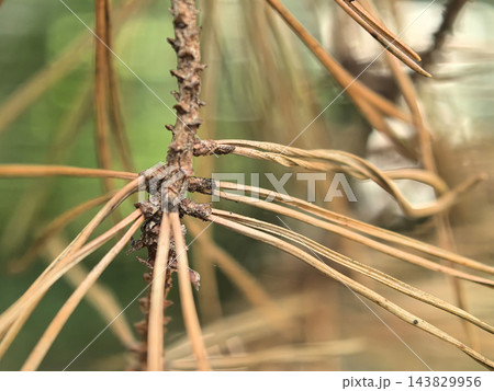 Dried pine needles contrast with vibrant green background in natural setting 143829956