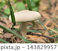 Mushroom emerging from the forest floor surrounded by green grass and twigs 143829957