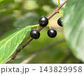 Dark berries nestled among green leaves in a tranquil garden setting 143829958