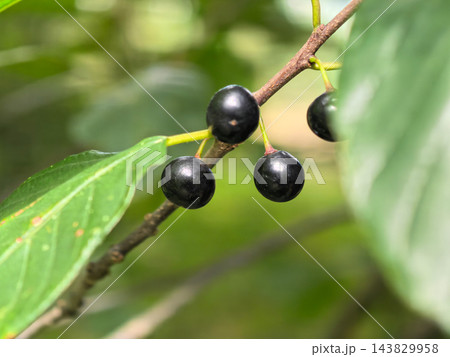 Dark berries nestled among green leaves in a tranquil garden setting Dark berries nestled among green leaves in a tranquil garden setting 143829958