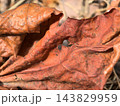 Autumn leaves bring warmth and beauty to the forest floor 143829959