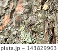 Close encounter with a tiny insect on an ancient tree bark 143829963