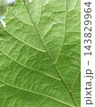 Exploring the intricate textures of a vibrant green leaf in nature 143829964