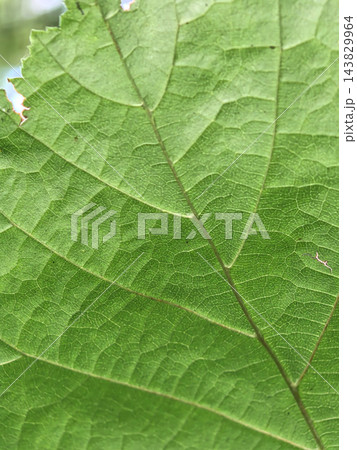 Exploring the intricate textures of a vibrant green leaf in nature 143829964