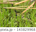 Exploring the tiny world of ants in a lush green field 143829968