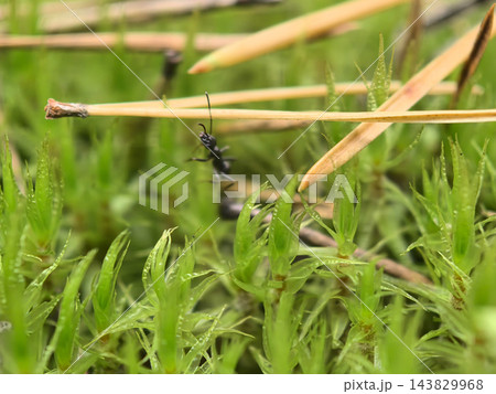 Exploring the tiny world of ants in a lush green field Exploring the tiny world of ants in a lush green field 143829968